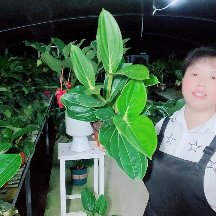 张*刚宝莲灯开花开花