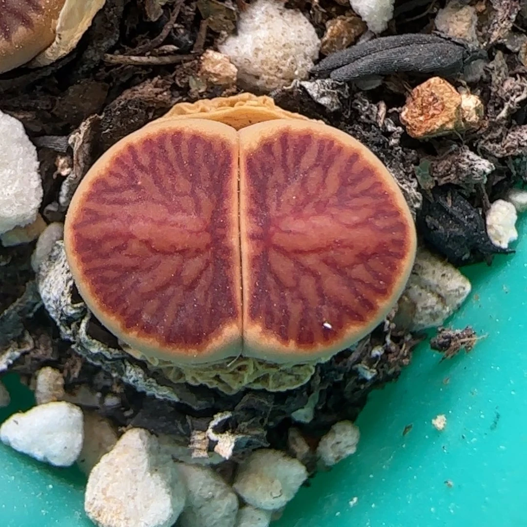 7.8。 小小小红窗菊9077