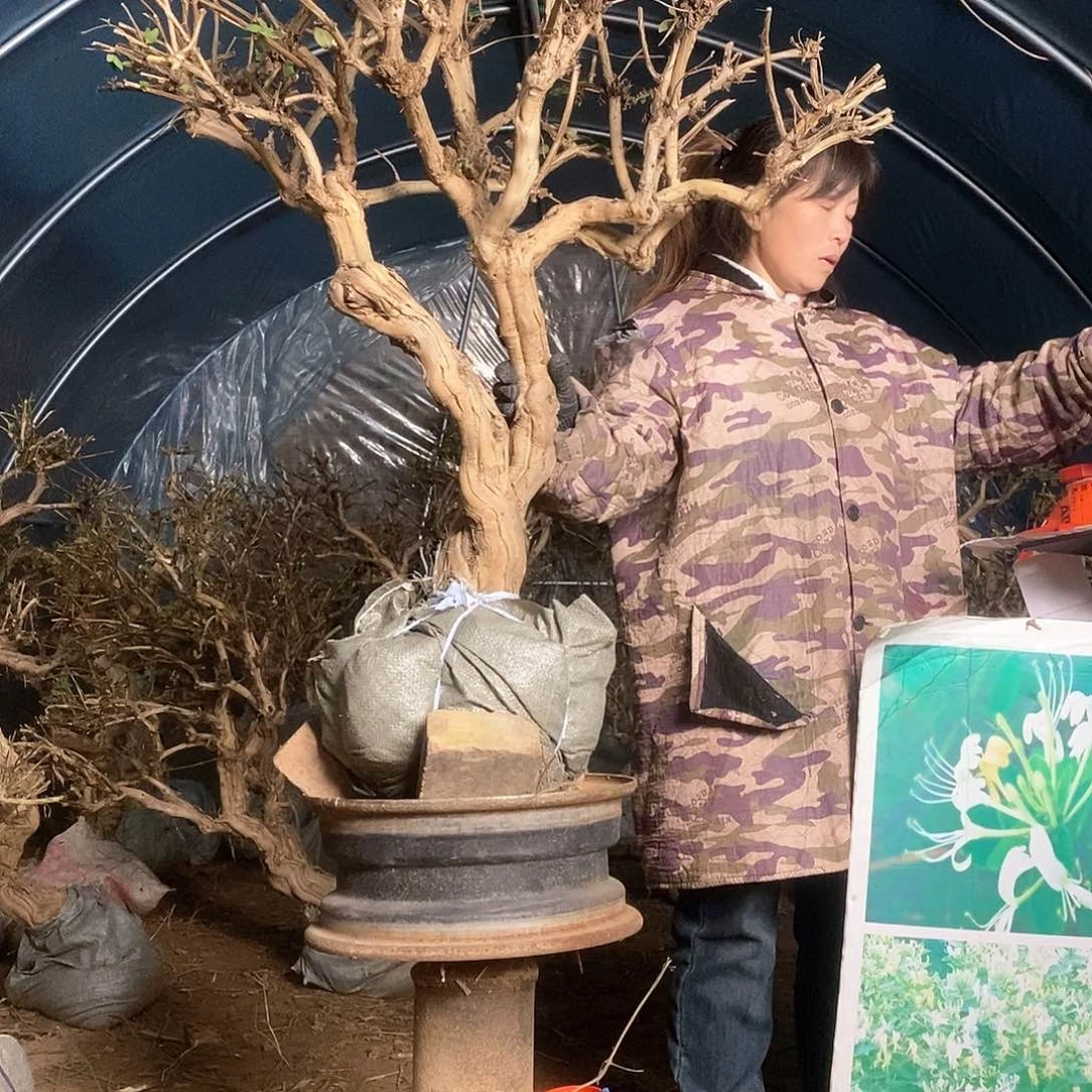 完全开放茶**花金银花老桩、一桩开绿白黄三色花