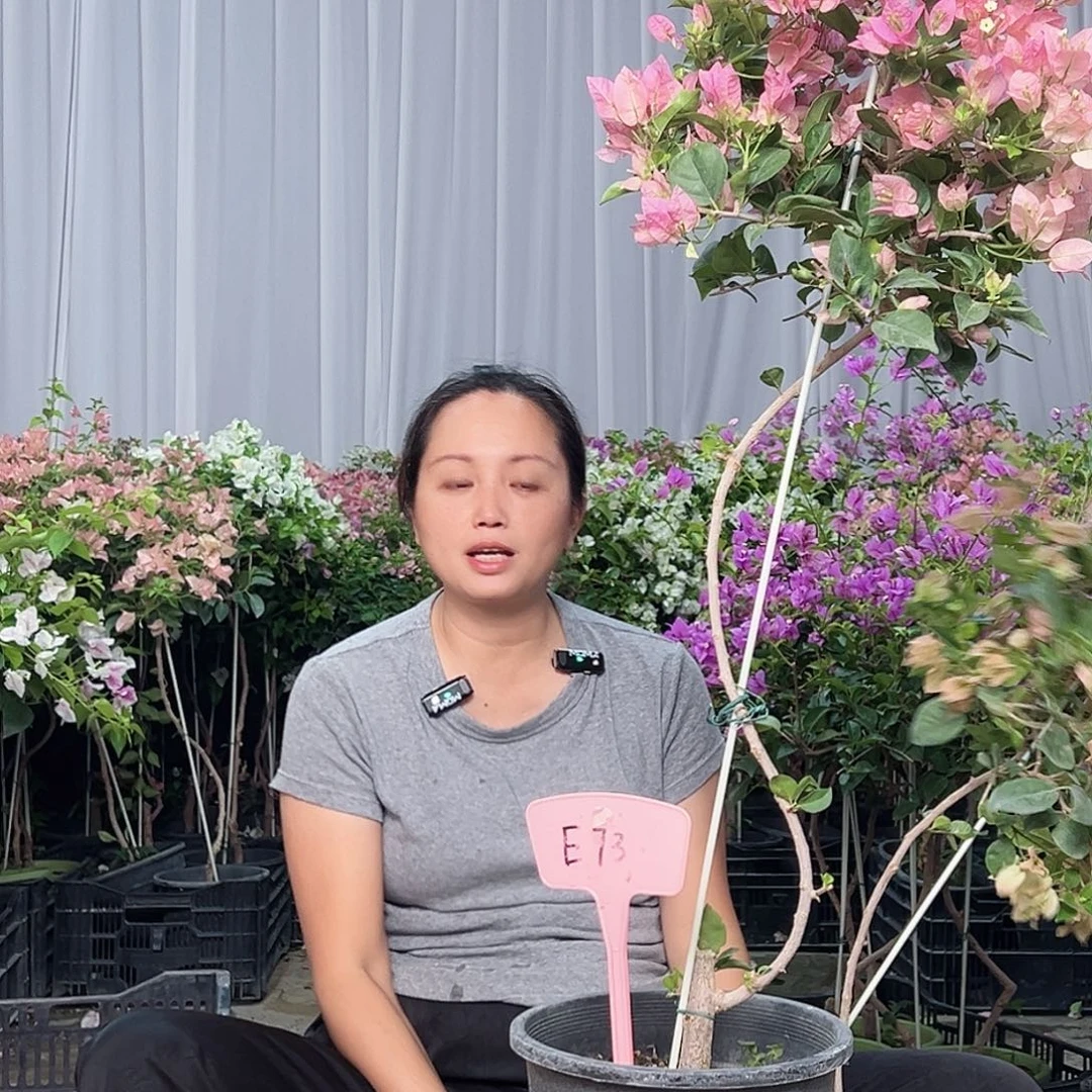 遇***开当前无花栽培后可以开花E73米罗