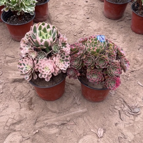 694多肉植物组合，