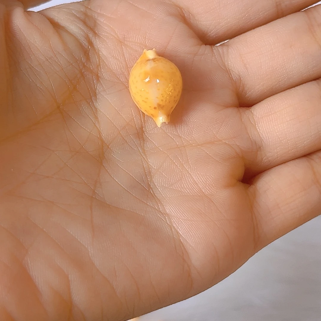 大理石磁石渲*染天然贝壳海螺批发零售