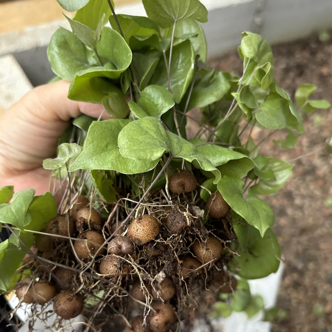 正版南非龟甲龙小苗1.2-1.3公分10颗一组，有气根正常完美主义勿拍