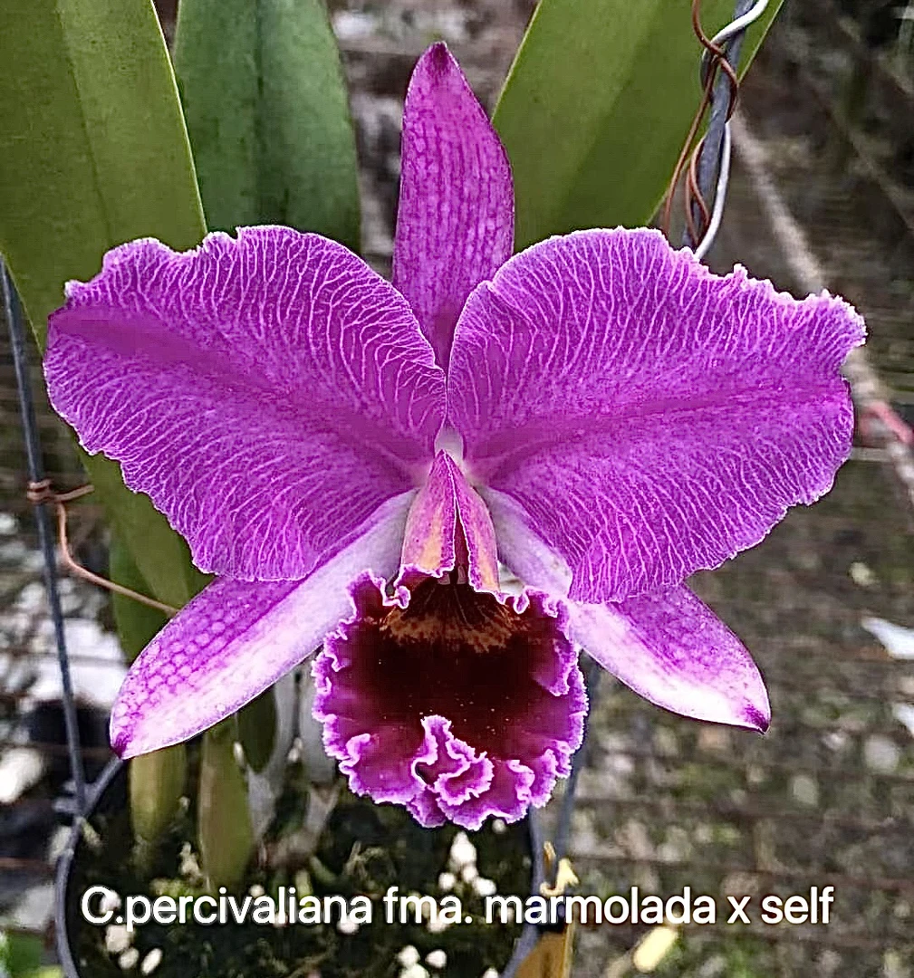 卡特兰  深红网纹帕西C.percivaliana fma. marmolada x self洋兰