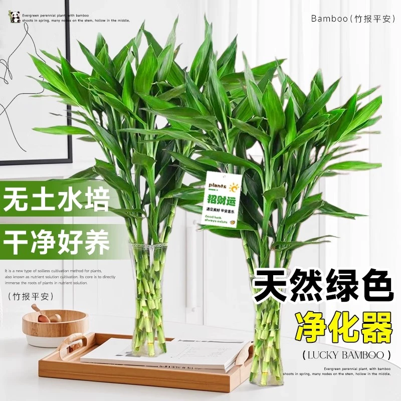 富贵竹水培植物客厅绿植盆栽转运竹招财竹办公桌面摆件室内好养