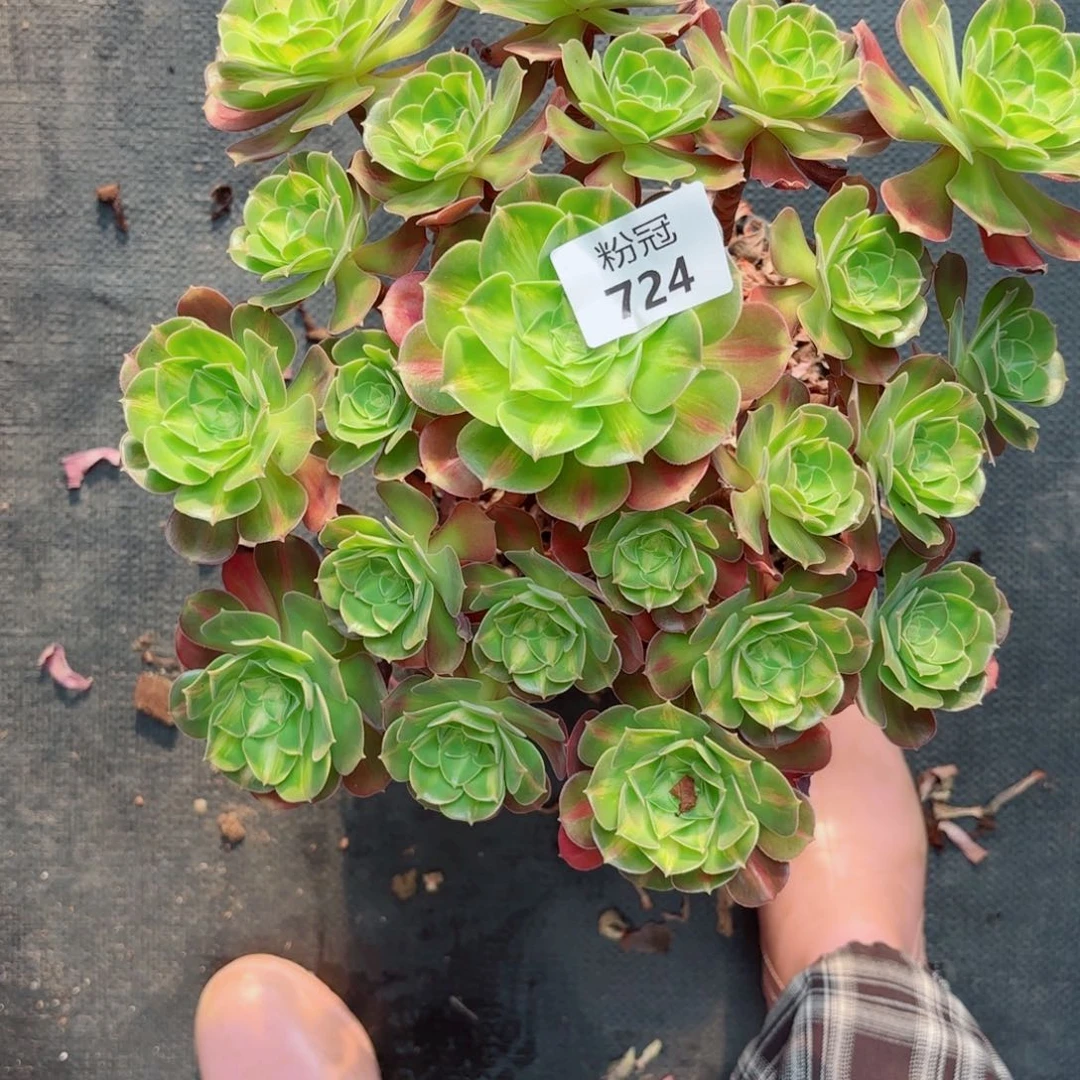 只****724 多肉植物法师锦