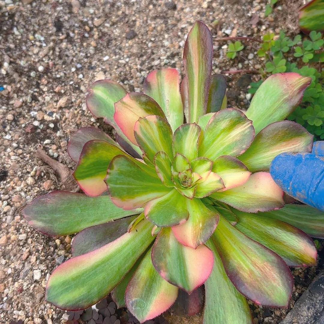 绍七彩手捧多肉植物