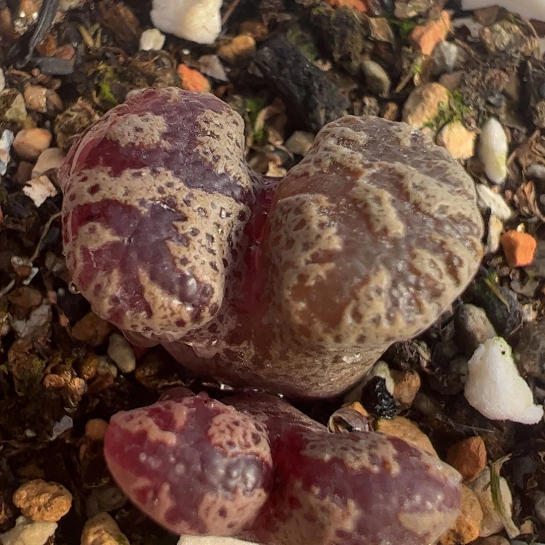 紫蝴蝶多肉植物百科