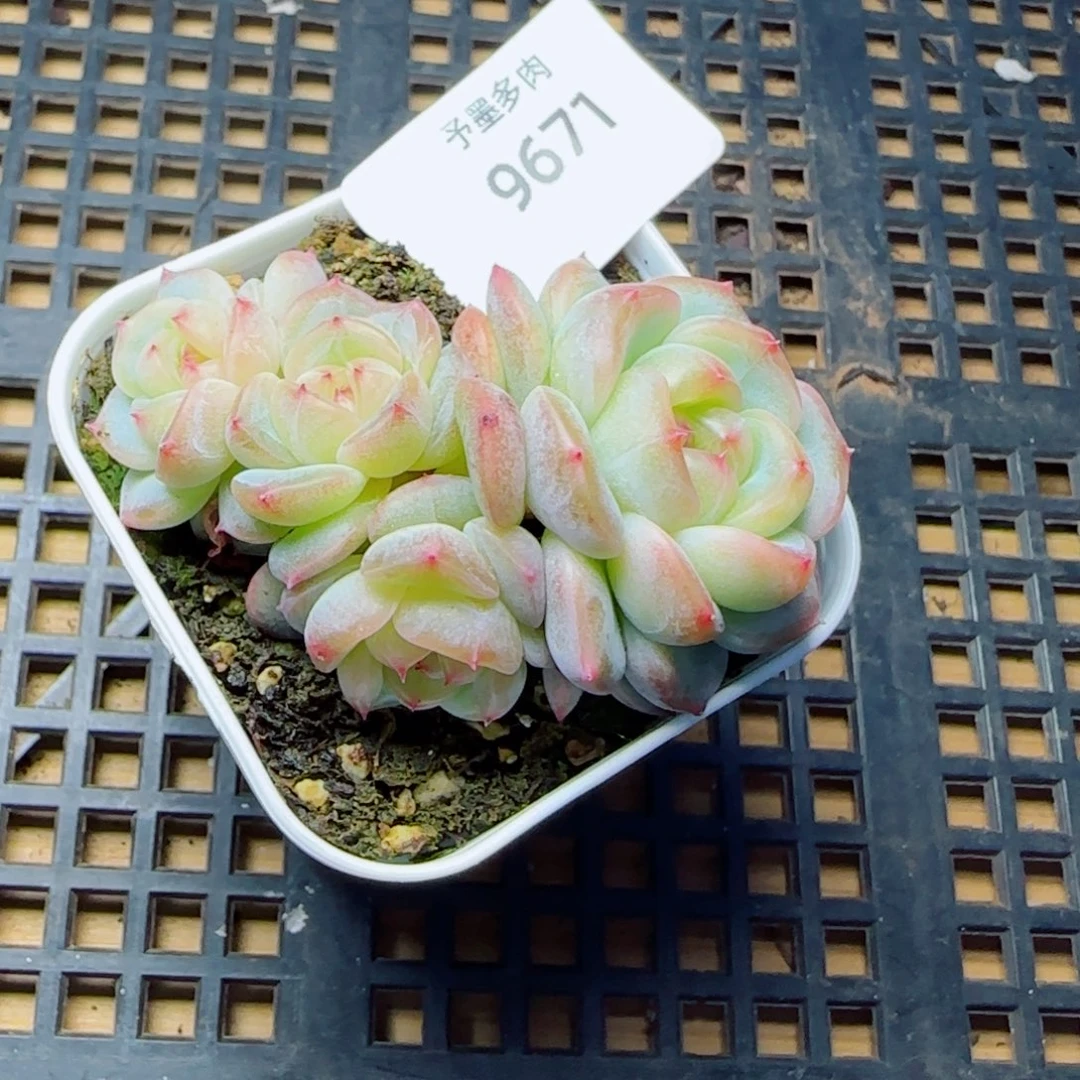 甜心群，9671多肉植物
