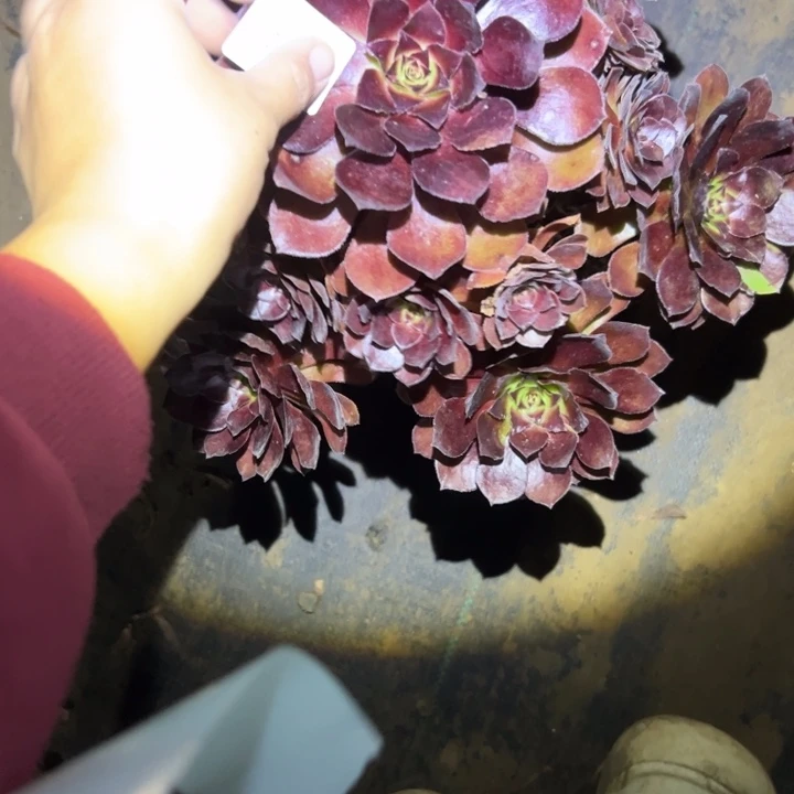 一物一拍链接法师223