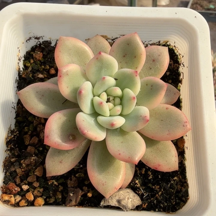 爱丽儿锦多肉植物