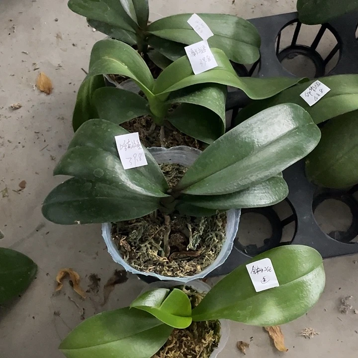 完全开放处理拯救苗哈克三文鱼➕白沙➕海蓝之谜送金树二代4不售后