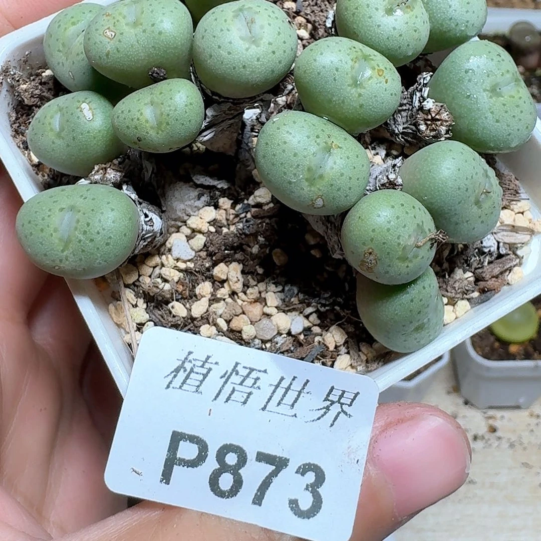 873盒多肉植物哇fv