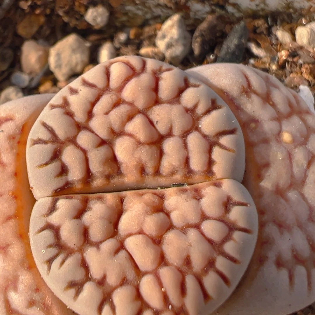 22多肉植物百科知识