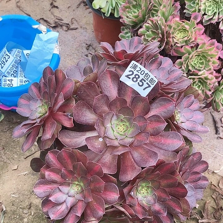 2857 一颗倾城中班法师