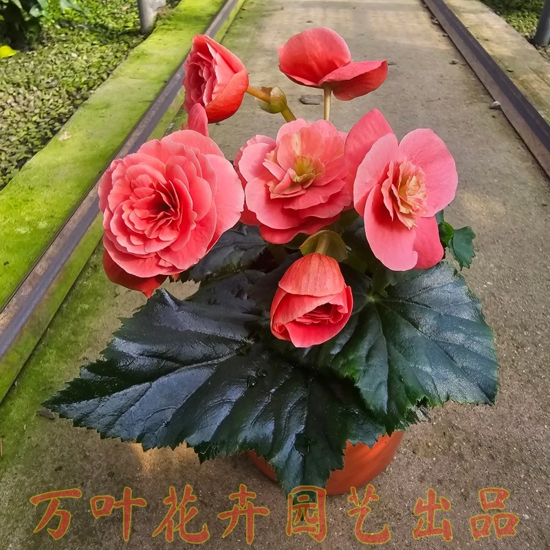 130公主粉丽格海棠盆栽花卉常年开花原盆带花发货山东青州基地销