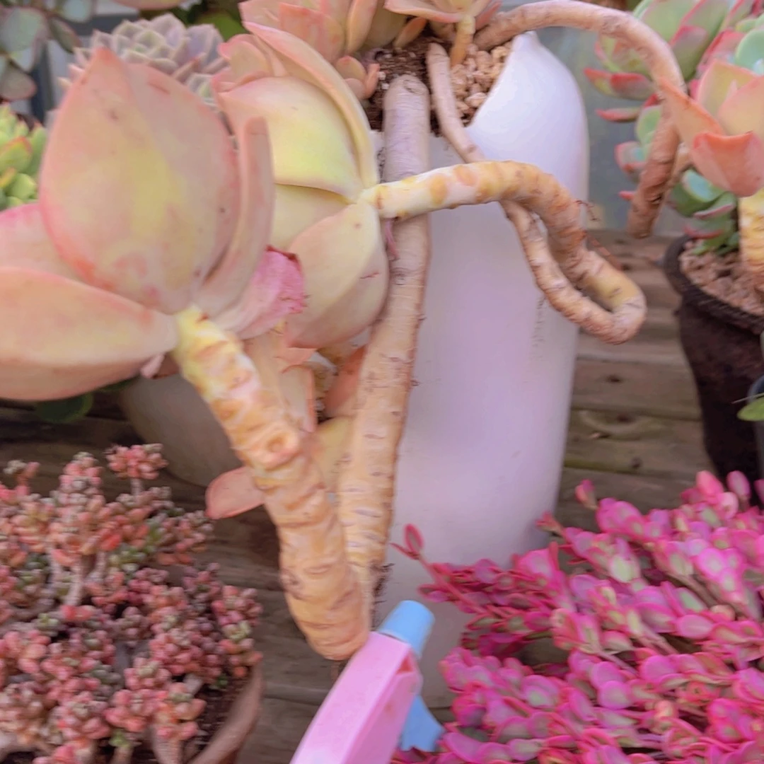 哥***越多肉植物保护研究所