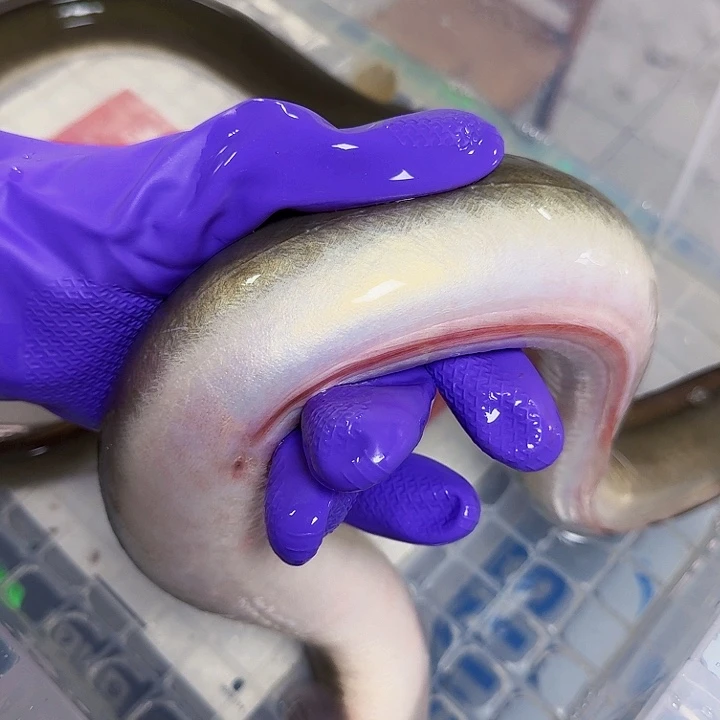 野生鳗鱼伤鳗一斤八两