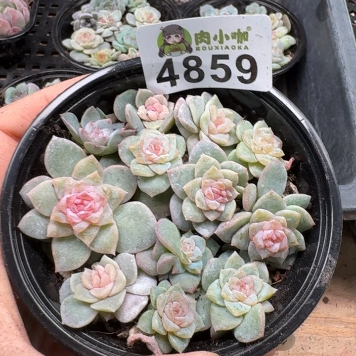 多肉植物多肉植物
