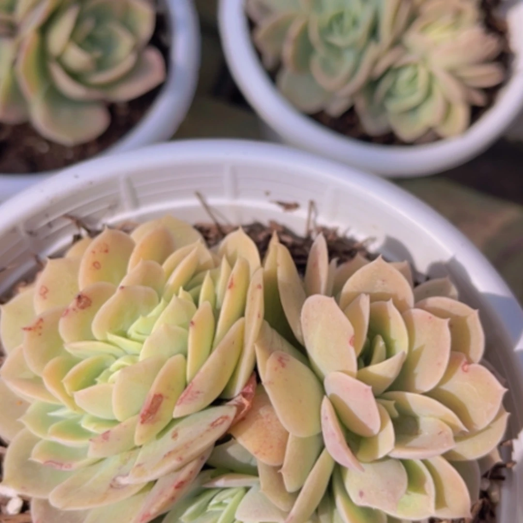 【闪购商品】星纳塔缀1956