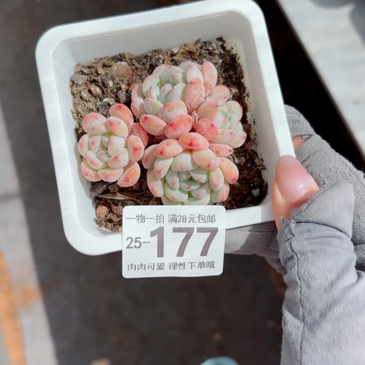 柔***主雪爪无盆土发货无盆土发货