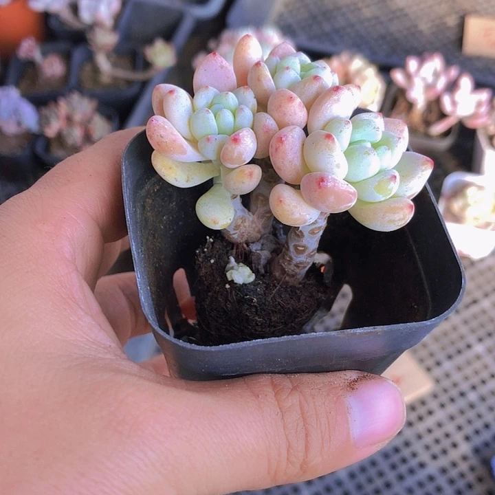 ღ****欣欣6颗多肉。山东潍坊