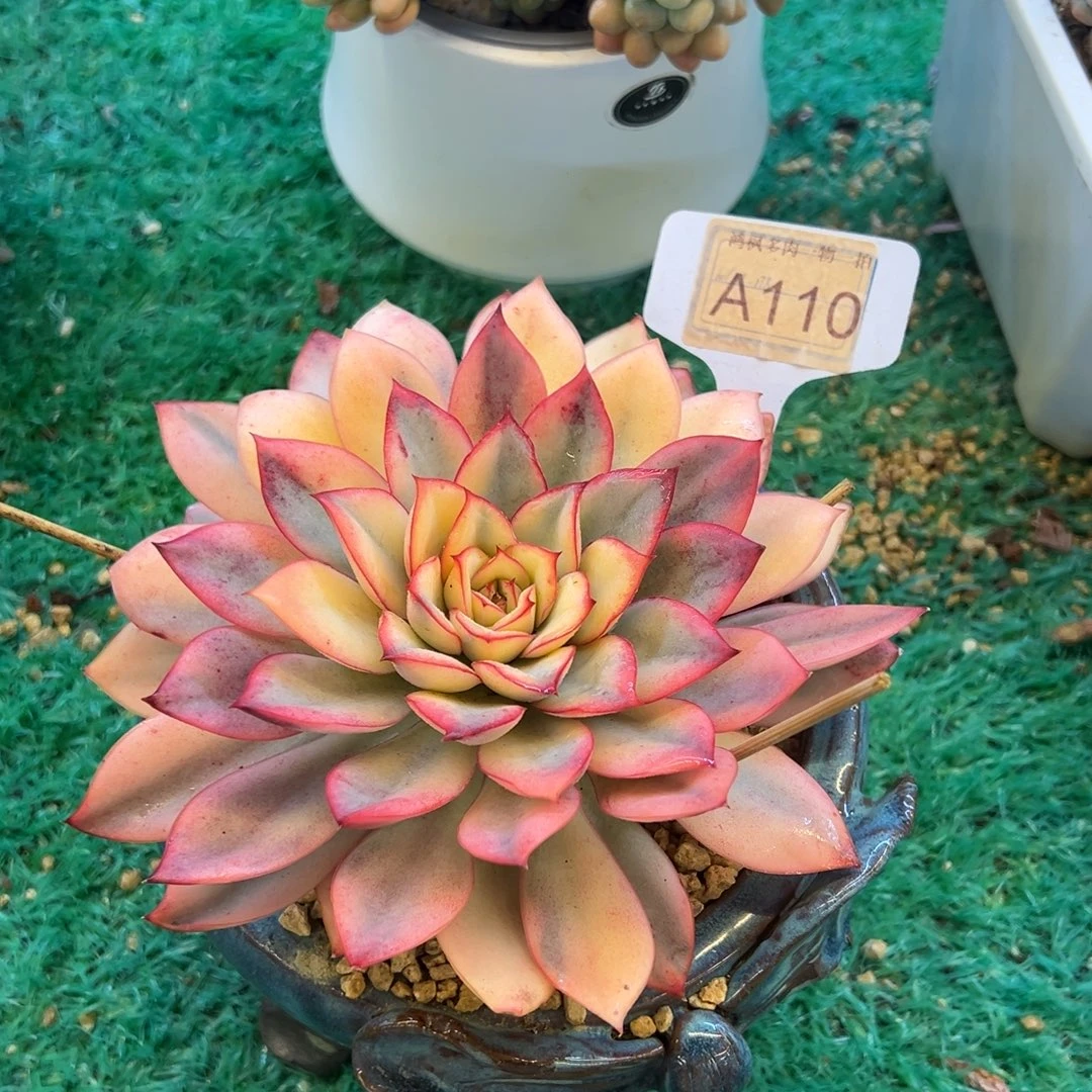 月光女神锦，，，，，，