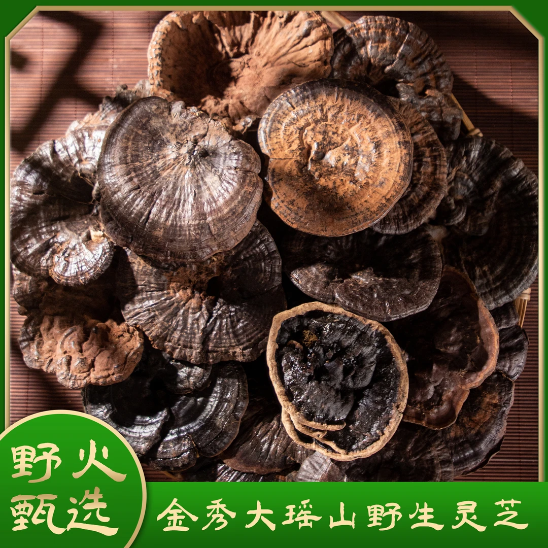 广西金秀大瑶山本地小中大朵野生灵芝紫灵芝