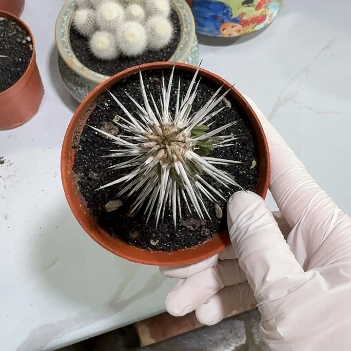 特*地狱魔阵仙人球1234