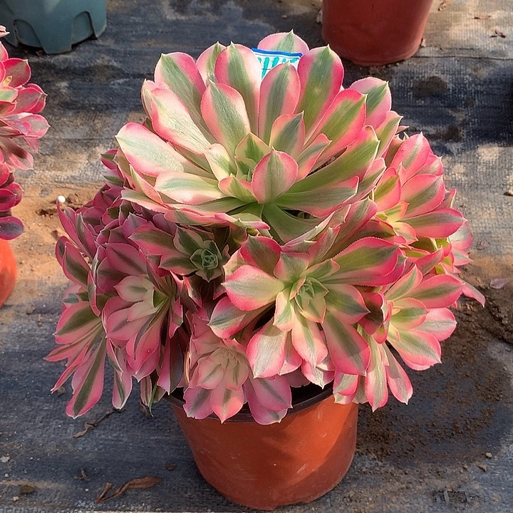 多肉植物粉女巫1115