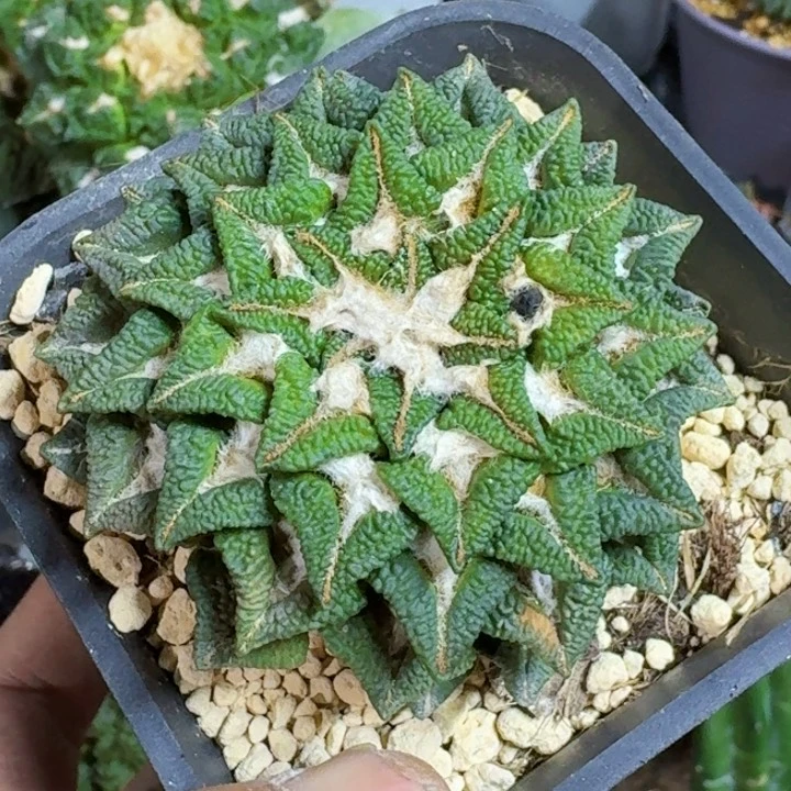 无花朵佐*福利自根黑锦464