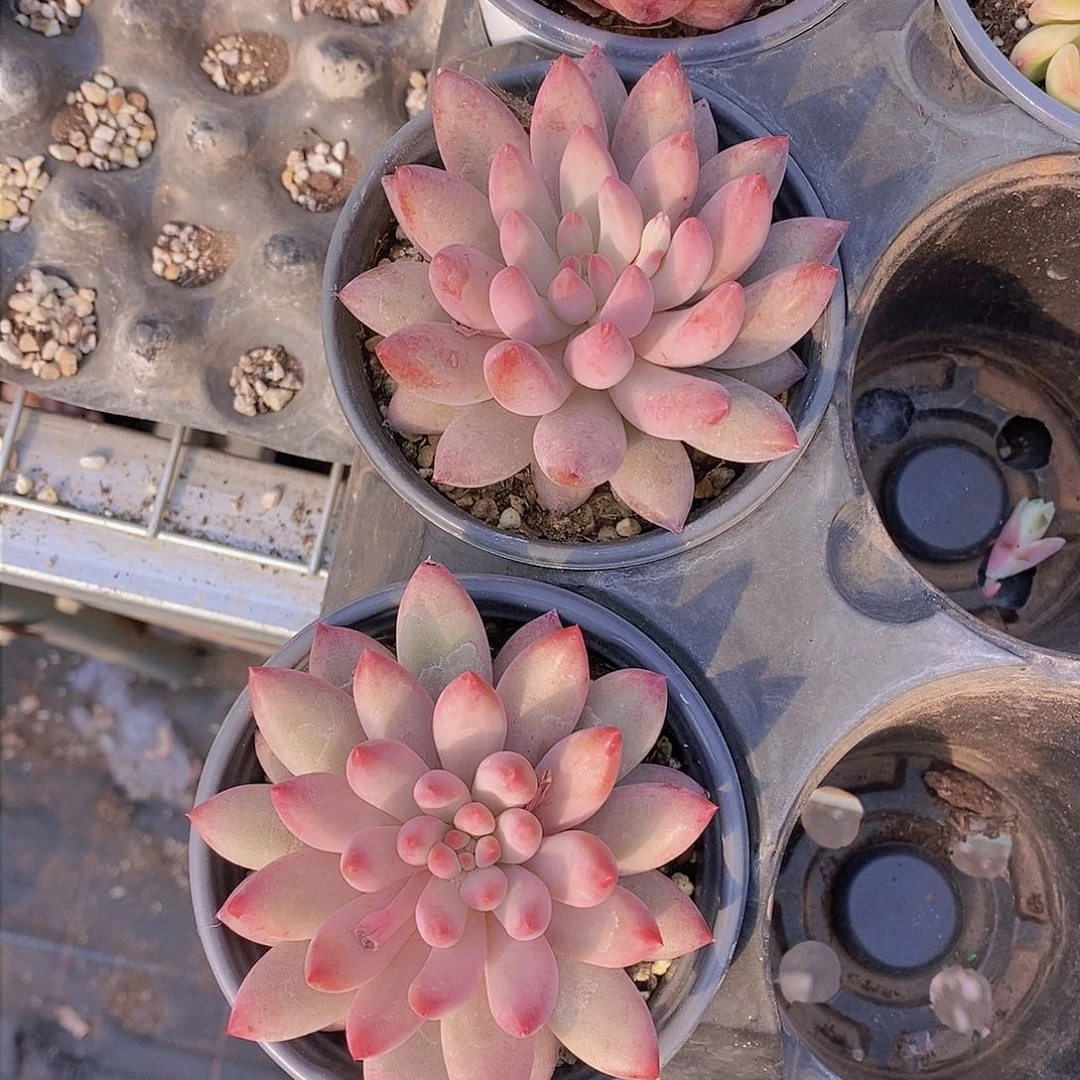 0225-车厘子大单头福利一颗 量拍