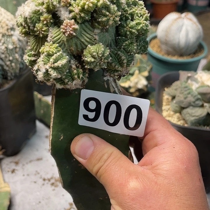 完全开放900老花龙仙人球