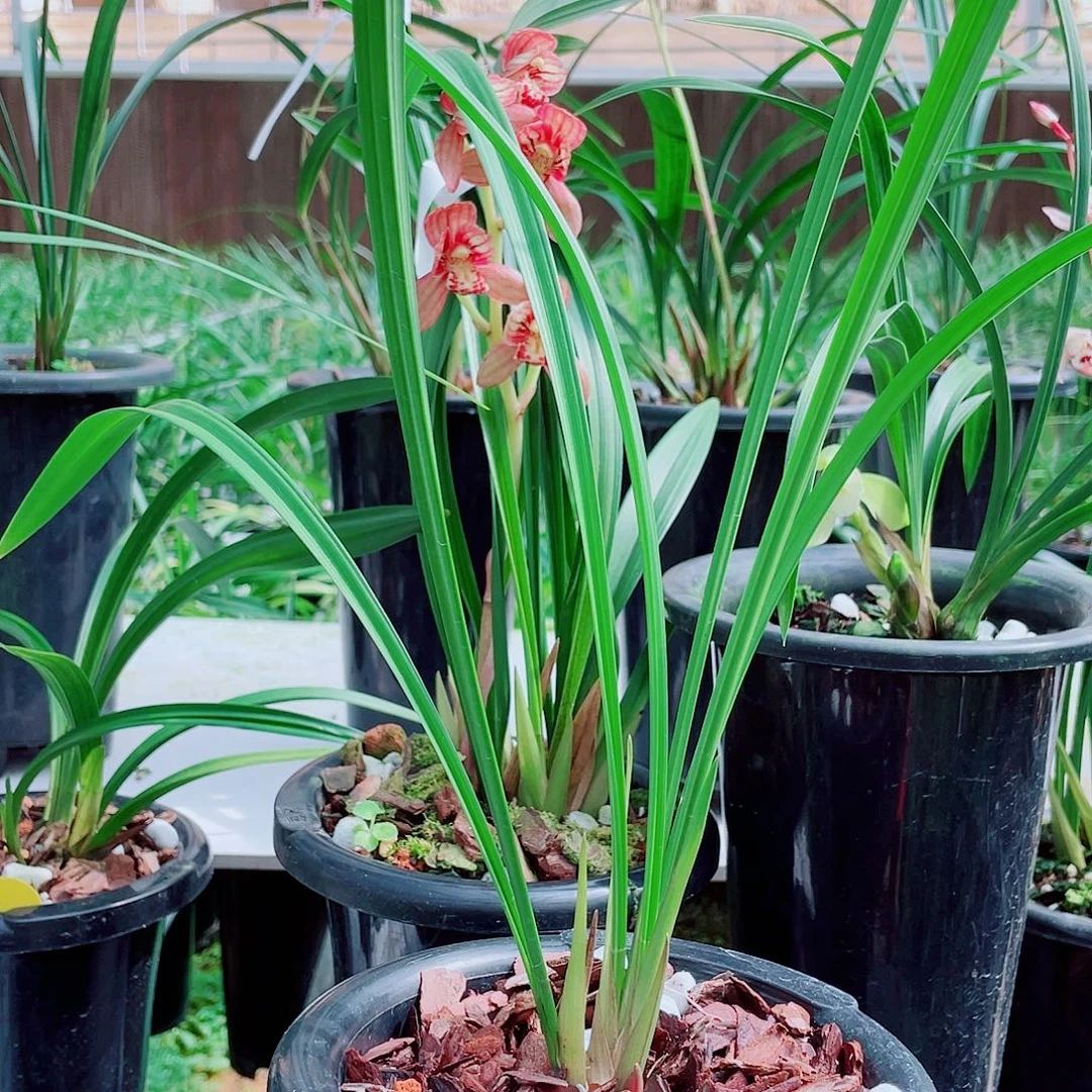 下***雨完全开放一物一漂亮开花