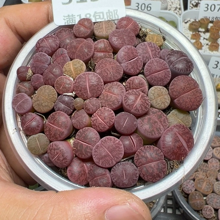 【闪购商品】 315。