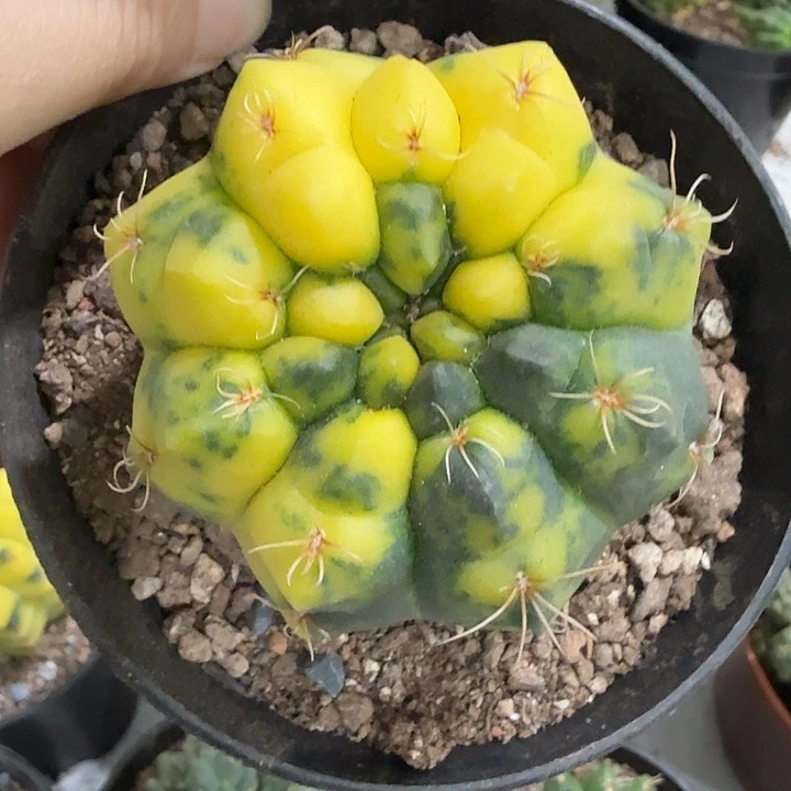绯花玉一物一拍5.7