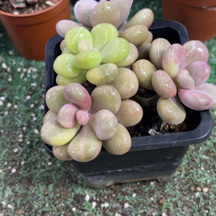 秋可园艺 桃蛋锦群