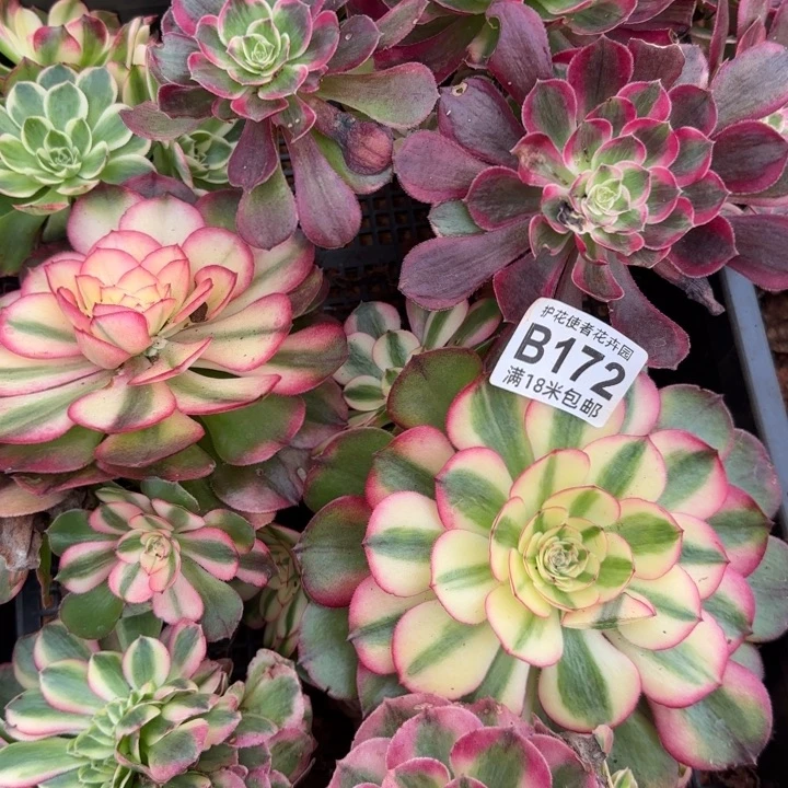 多肉法师淘宝福利