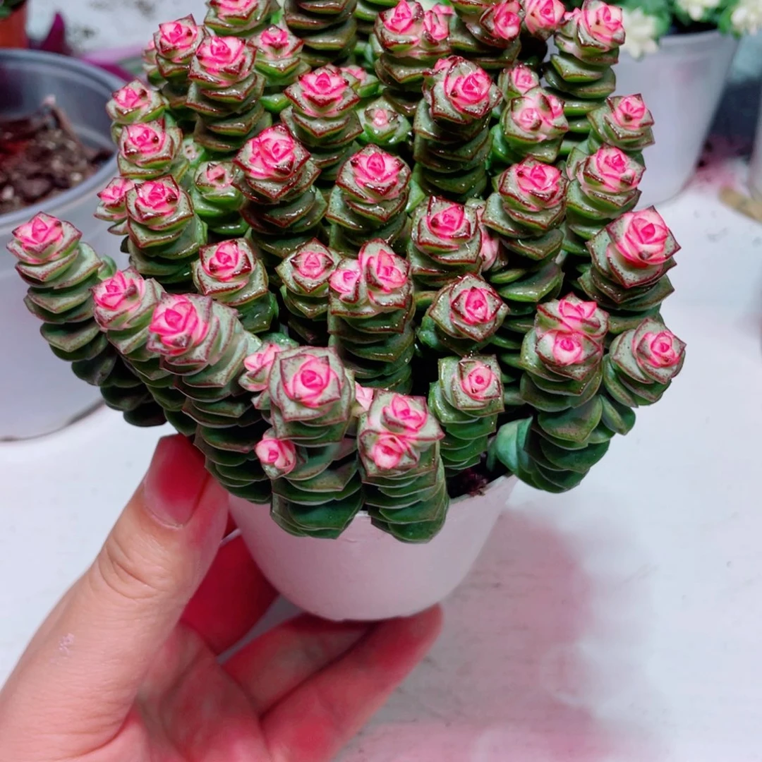 大盆钱串凑单9.9元包邮