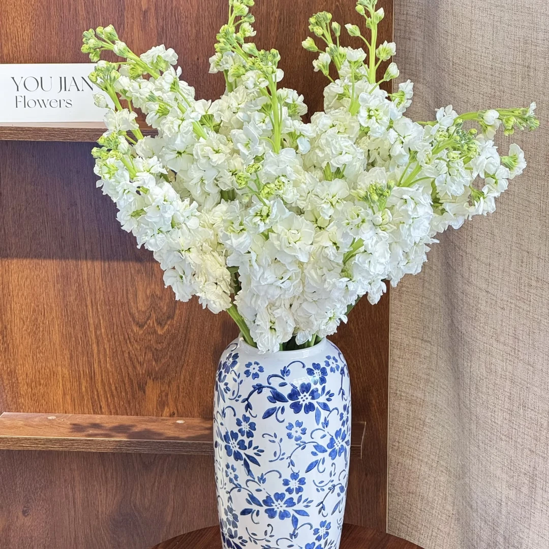 白色紫罗兰1扎10枝