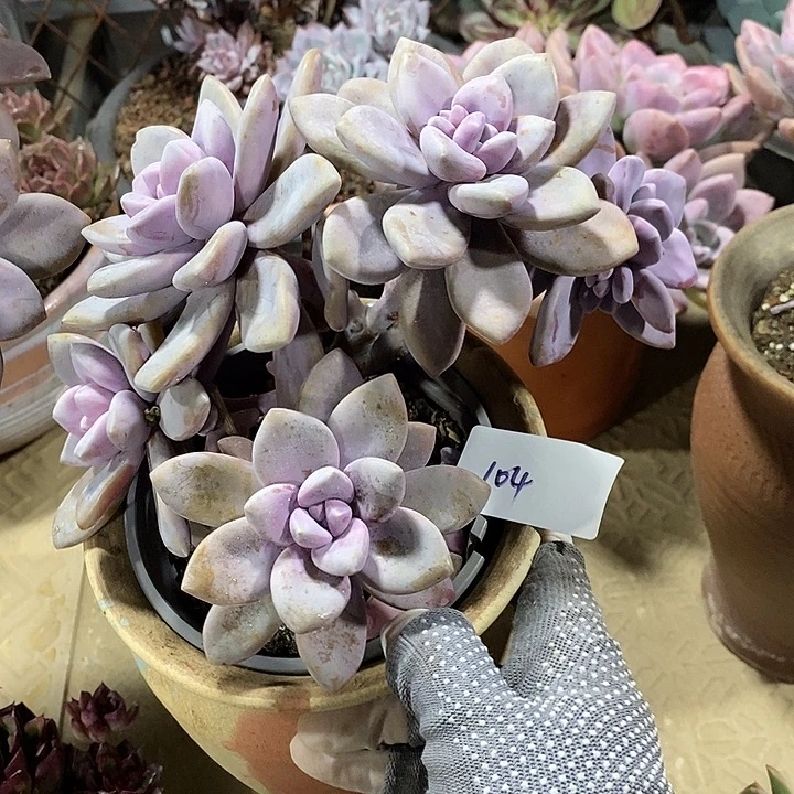 小七夕多肉桃霜104