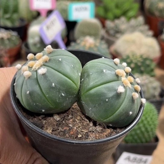 完全开放多肉植物实生双头琉璃兜