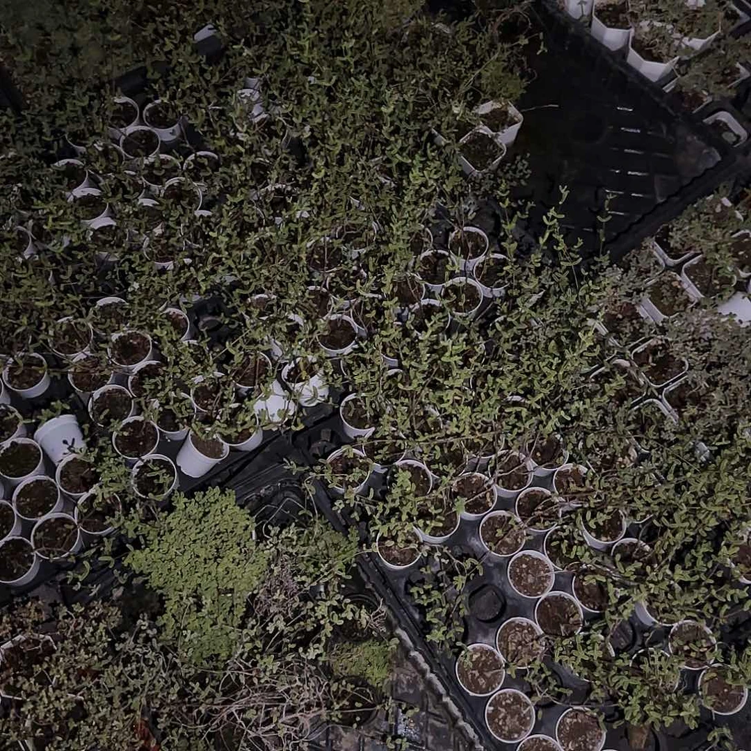 糖球中盆一个满25包邮