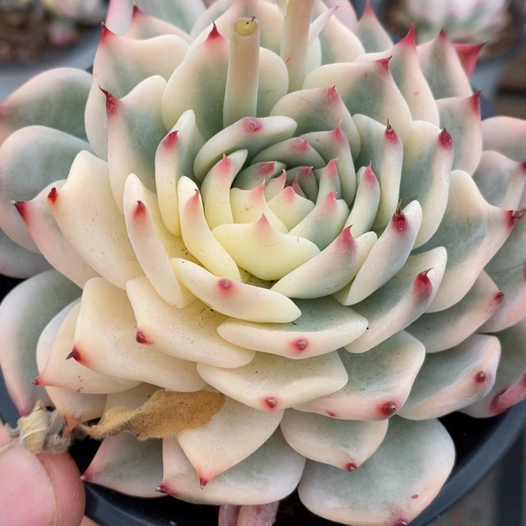乐**i吉娃娃锦多肉植物