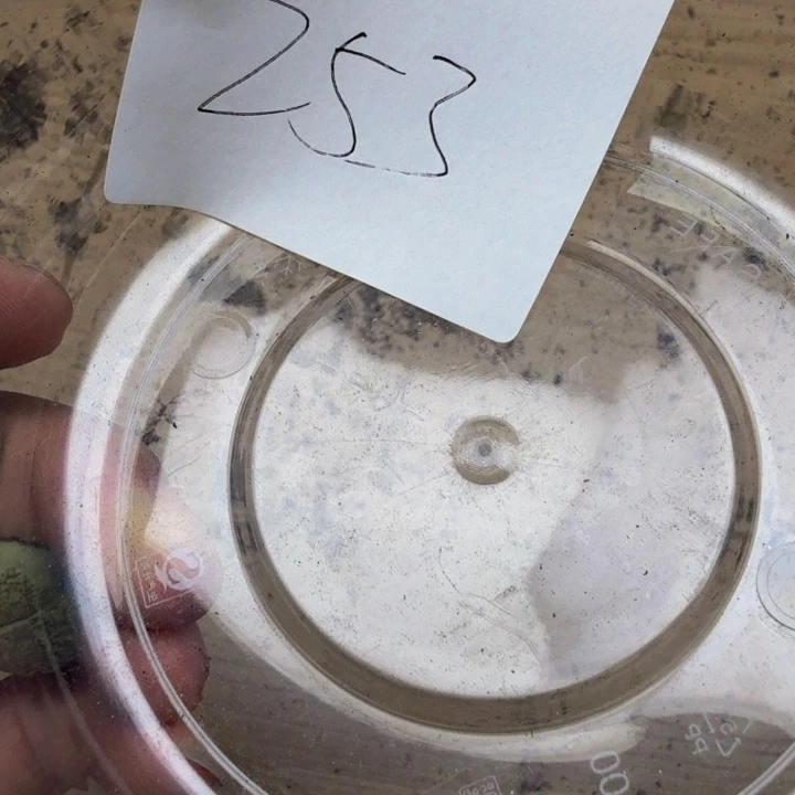 多肉植物的生长发育253
