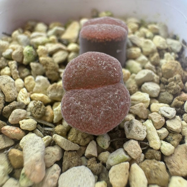 红风铃多肉植物一物一拍双头整体尺寸2.3