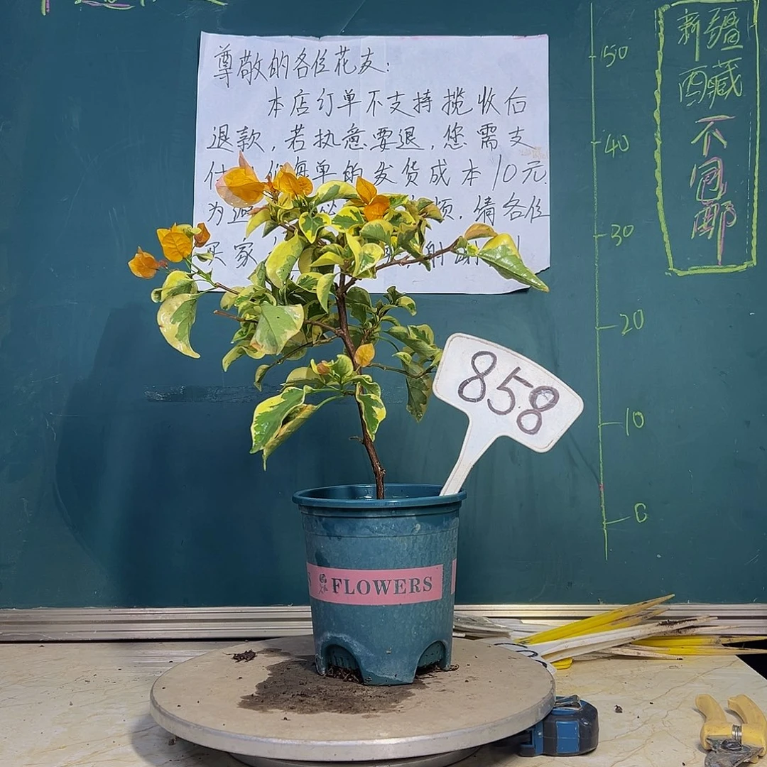 当前无花栽培后可以开花金边黄 858