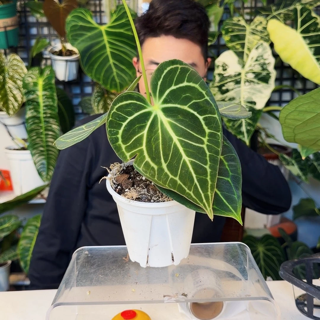 不开花植物R160克莱恩