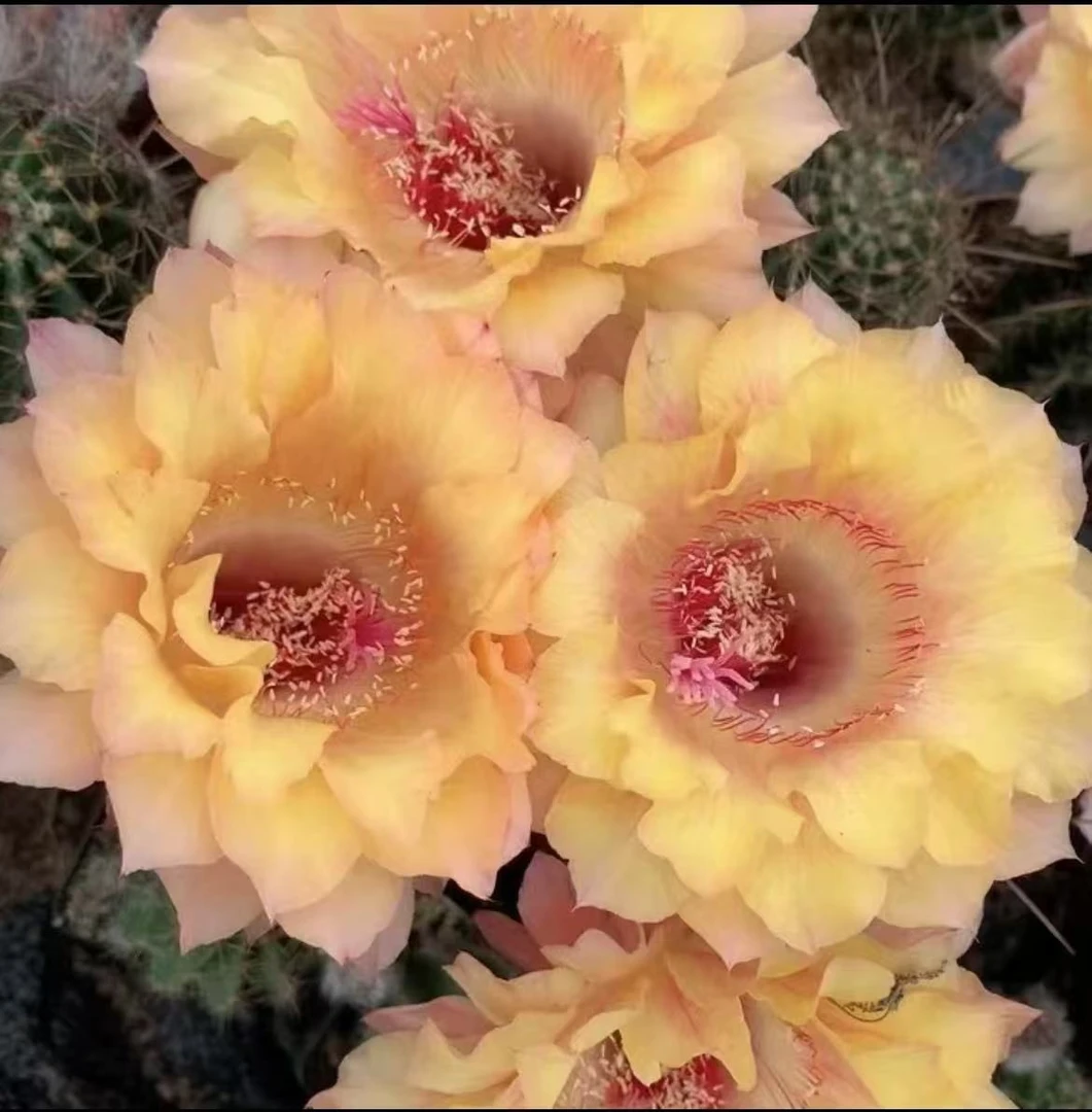 晚香  仙人球夏型种绿植盆栽桌面阳台办公室摆件