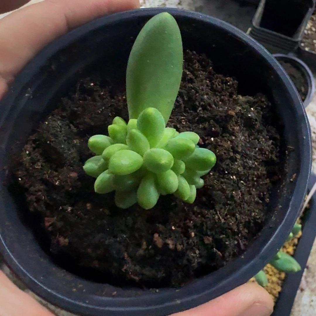 蓝眼睛 叶插   一物一拍